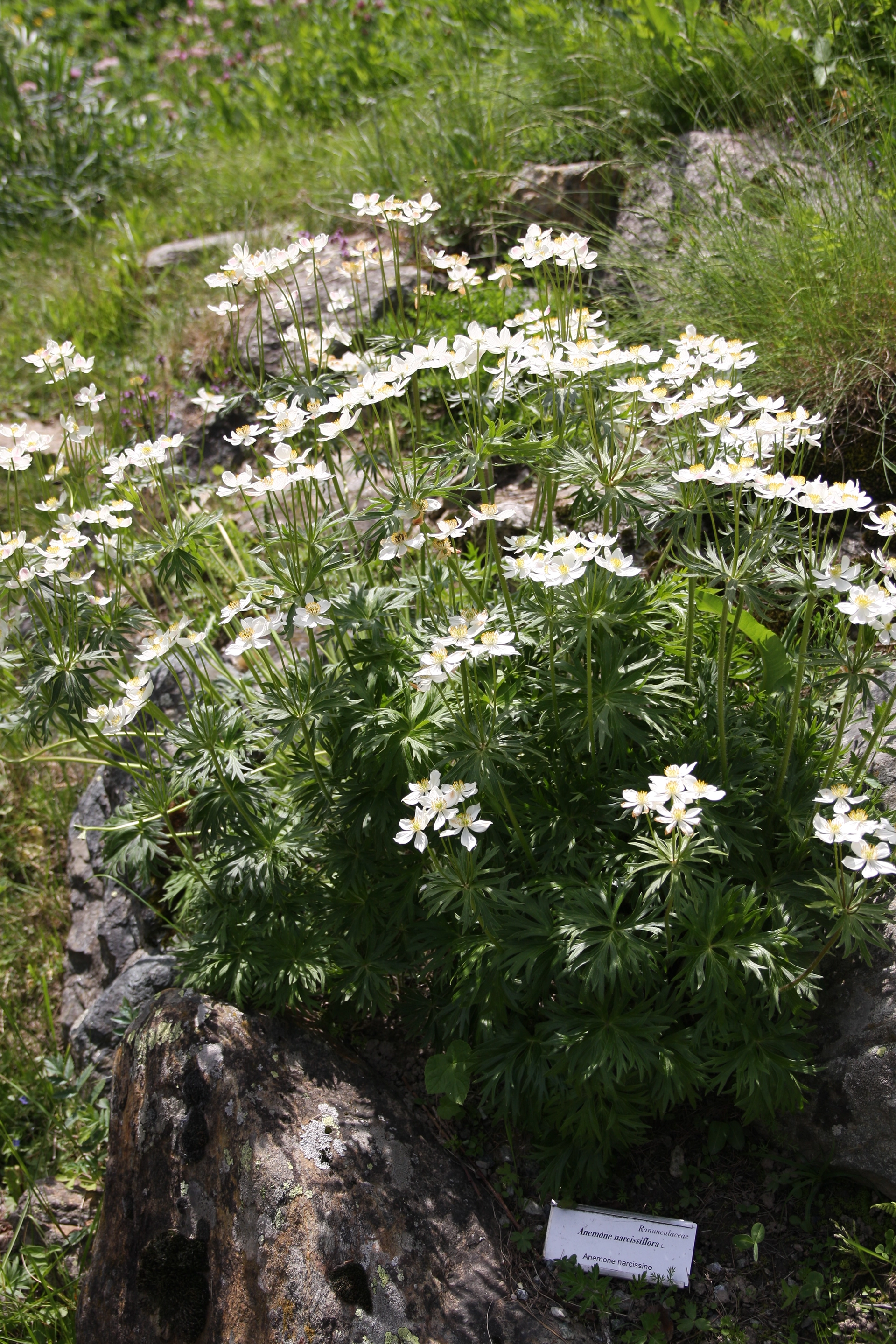 Anemone Narcissiflora